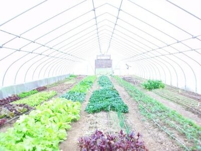 How to Put New Plastic on a Hoophouse (High Tunnel): A Step-by-Step Guide Image